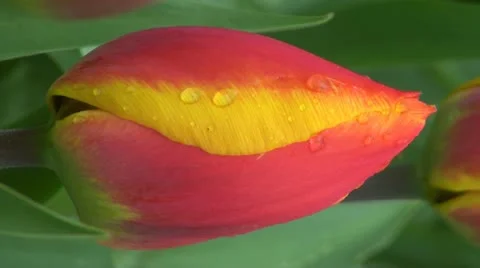 Tulipa flair Stock Footage 10901855