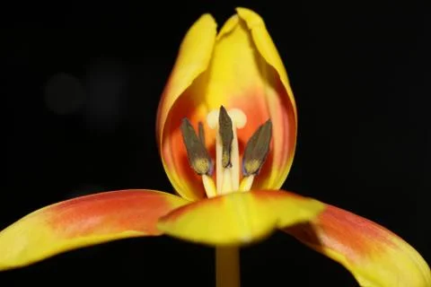 Tulipa flower macro background high quality prints aximensis family liliaceae Stock Photos