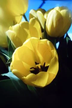 TULIPA FLOWERS Stock Photos