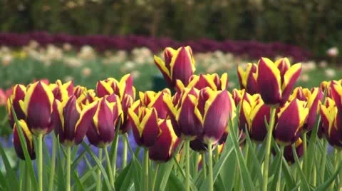 Tulipa Gavota Stock Footage 10924228