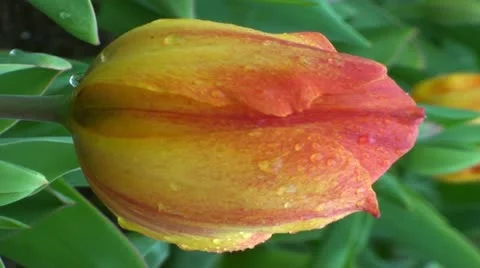 Tulipa greigii easter surprise Stock Footage 10901815