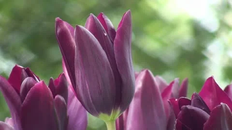 Tulipa Havran Stock Footage 10923762