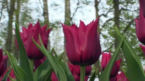Tulipa Lasting Love Stock Footage 10923877