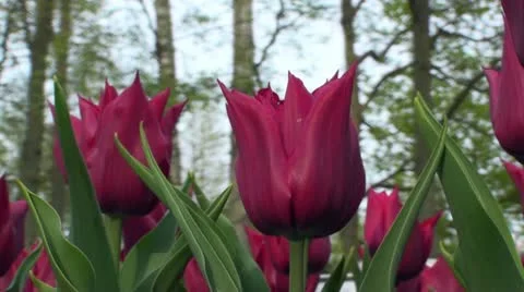 Tulipa Lasting Love Stock Footage 10923904