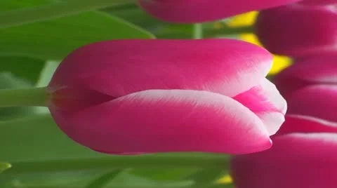 Tulipa Lornah Stock Footage 10901707