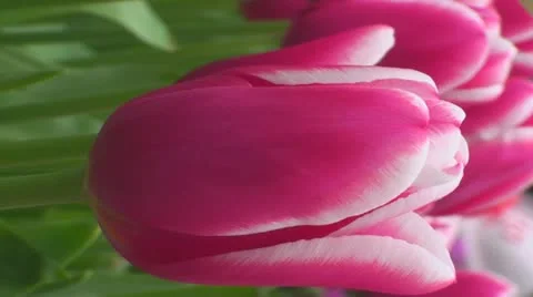 Tulipa Lornah Stock Footage 10901825