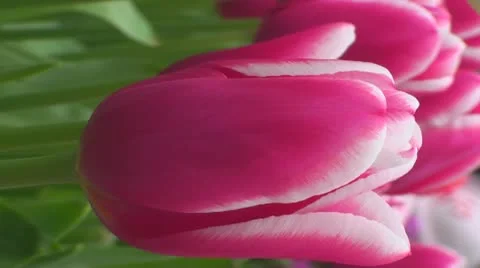 Tulipa Lornah Stock Footage 10901886