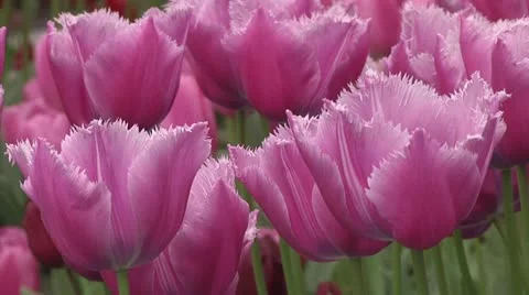 Tulipa Louvre Stock Footage 10889718