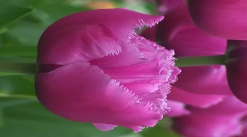 Tulipa Louvre Stock Footage 10901731