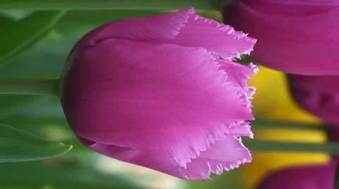 Tulipa Louvre Stock Footage 10901842