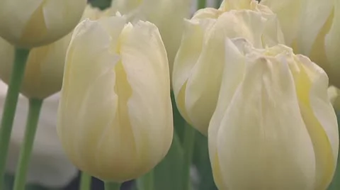 Tulipa Malaysia Stock Footage 10899582