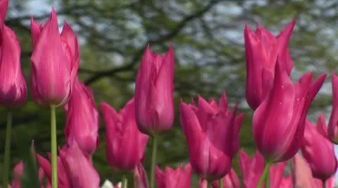 Tulipa Mariette Stock Footage 10915986