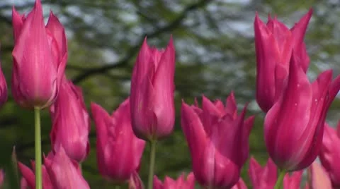 Tulipa Mariette Stock Footage 10924017