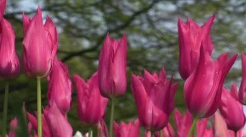Tulipa Mariette Stock Footage 10931255