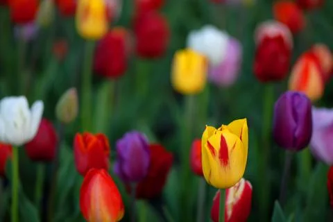 Tulipa 스톡 사진