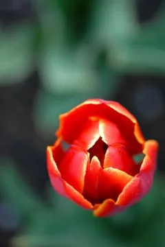 Tulipa Stock Photos