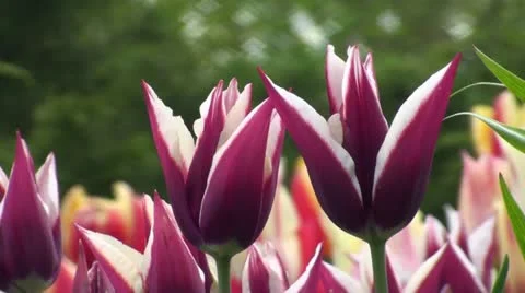 Tulipa Rajka Stock Footage 10923946