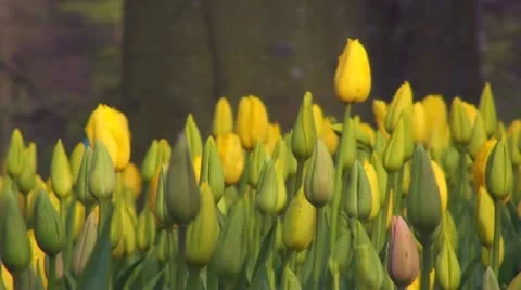 Tulipa Roi du Midi Stock Footage 10916026