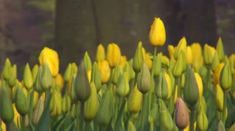 Tulipa Roi du Midi  Stock Footage 10931287