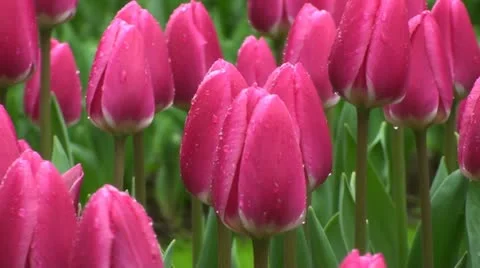 Tulipa rosy delight Stock Footage 10899672
