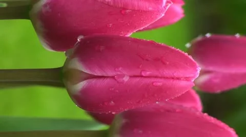 Tulipa rosy delight Stock Footage 10901674