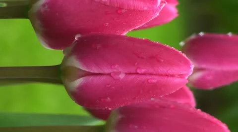 Tulipa rosy delight Stock Footage 10901789
