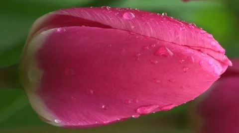 Tulipa rosy delight Stock Footage 10901794