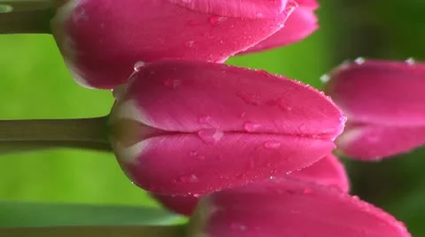 Tulipa rosy delight Stock Footage 10901849