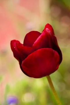 Tulipa ruby Stock Photos