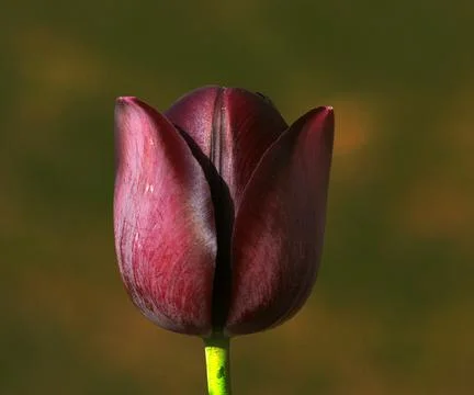 Tulipa sprengeri form amasya turkey Stock Photos