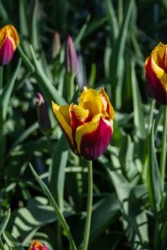Tulipa Spring Surprise Stock Photos