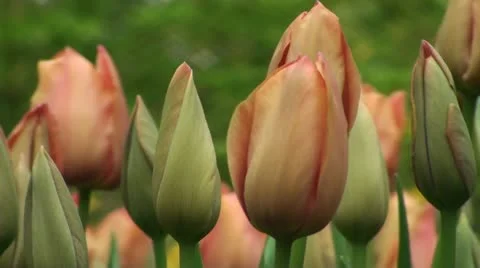 Tulipa Stunning Star Stock Footage 10923661