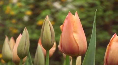 Tulipa Stunning Star Stock Footage 10923716