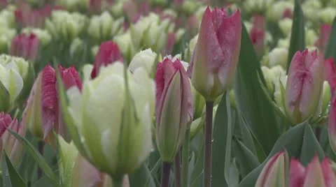 Tulipa White Valley Stock Footage 10888272