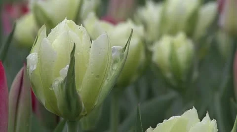 Tulipa White Valley Stock Footage 10889497