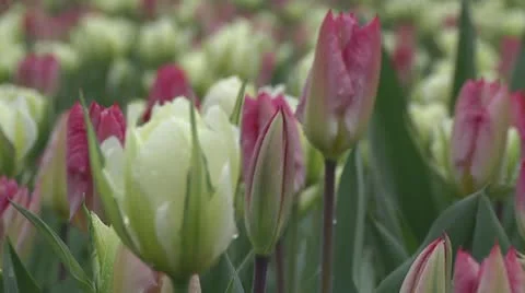 Tulipa White Valley Stock Footage 10889502