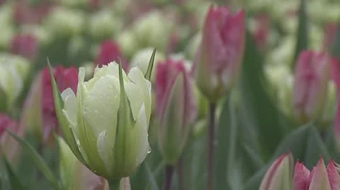 Tulipa White Valley Stock Footage 10899543