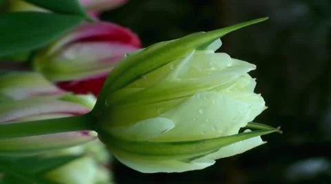 Tulipa White Valley Stock Footage 10901822