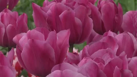 Tulipa Zantupink  Stock Footage 10888416