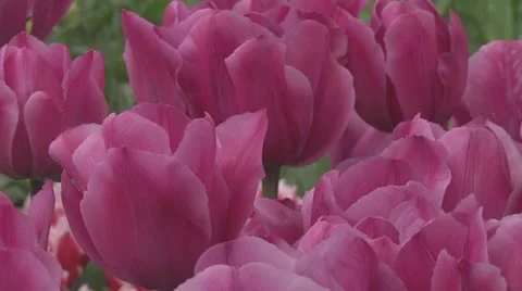 Tulipa Zantupink  Stock Footage 10899586