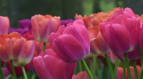 Tulipa Zantupink  Stock Footage 10931201