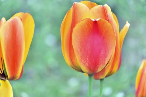 Tulipe (2) Stock Photos