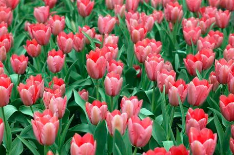 TULIPE Stock Photos