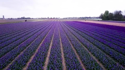 Tulipfarm 1 Stock Footage 91925757