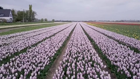 Tulipfarm 3 Stock Footage 91925652