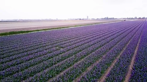 TulipFarm Stock Footage 91925603