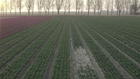 Tulipfield in The Netherlands #1 Stock Footage 210727573