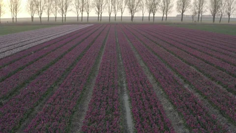 Tulipfield in The Netherlands #2 스톡 동영상 210728001