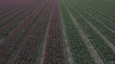 Tulipfield in The Netherlands #4 Stock Footage 210729060