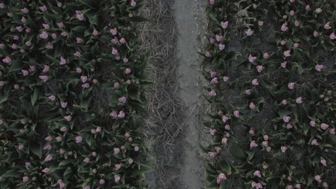 Tulipfield in The Netherlands #5 Stock Footage 210729174